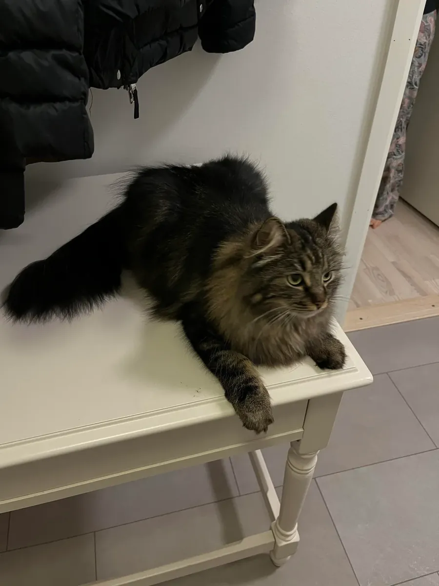 Norwegian Forest Cat used to being indoors
