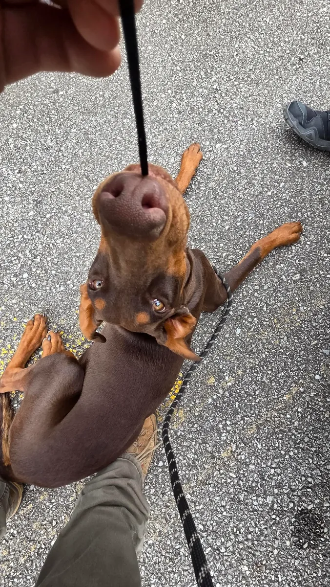 Doberman used to living with a family