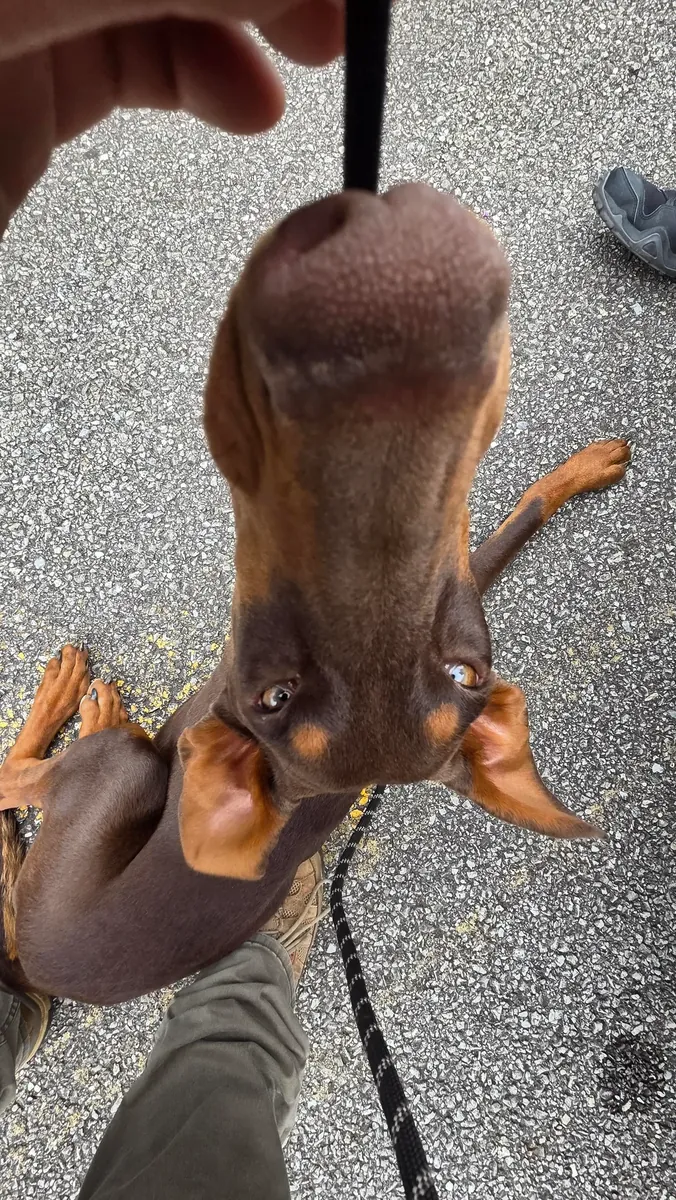 Doberman used to living with a family