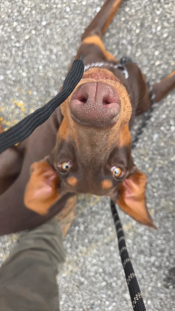 Doberman used to living with a family