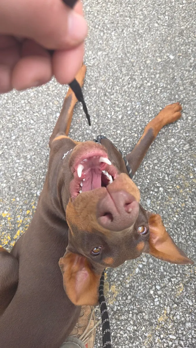 Doberman used to living with a family