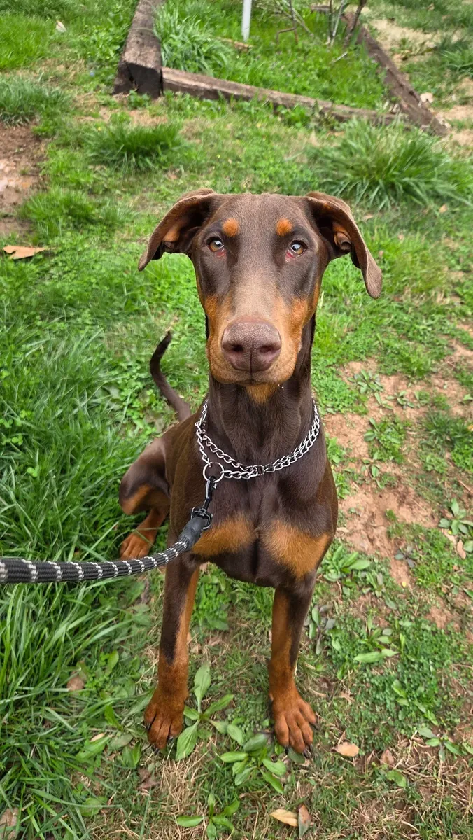 Doberman used to living with a family