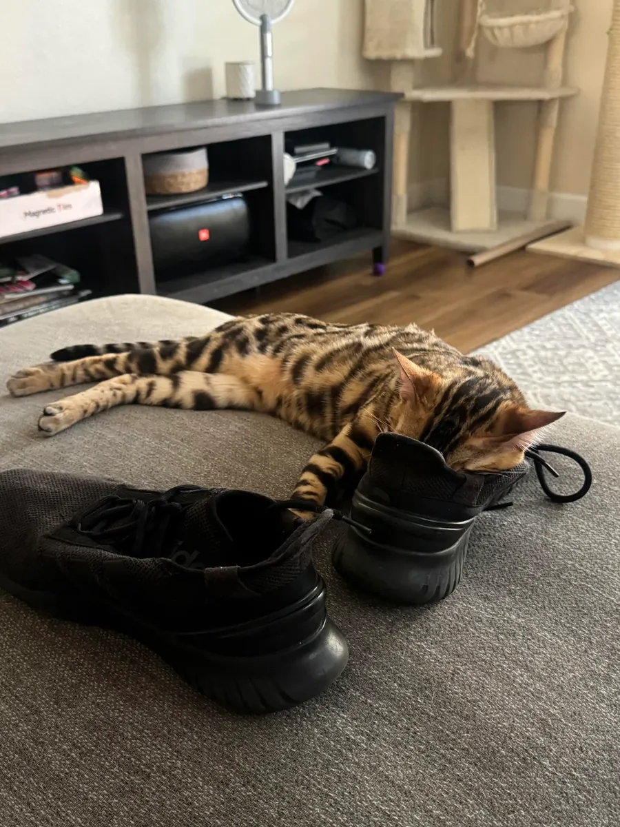 Very curious Bengal cat looking for a new home