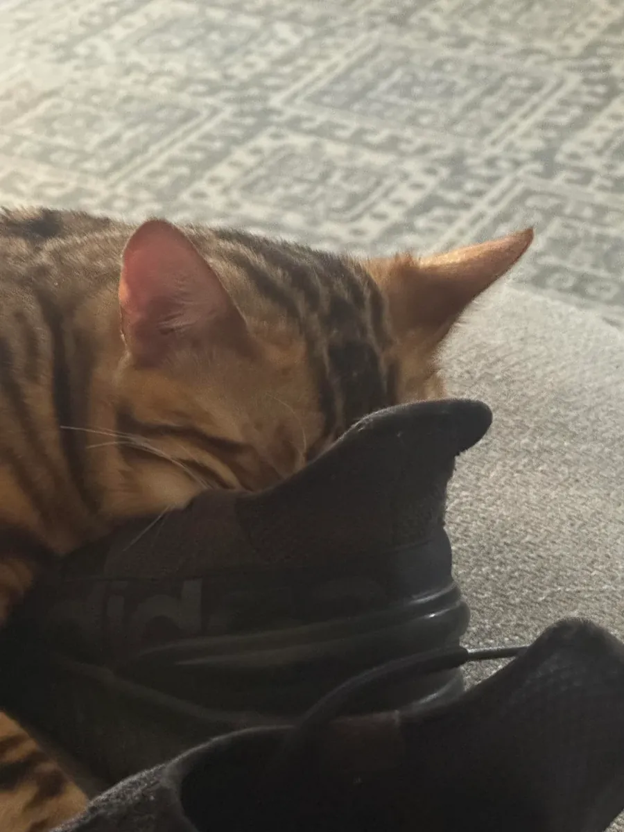 Very curious Bengal cat looking for a new home