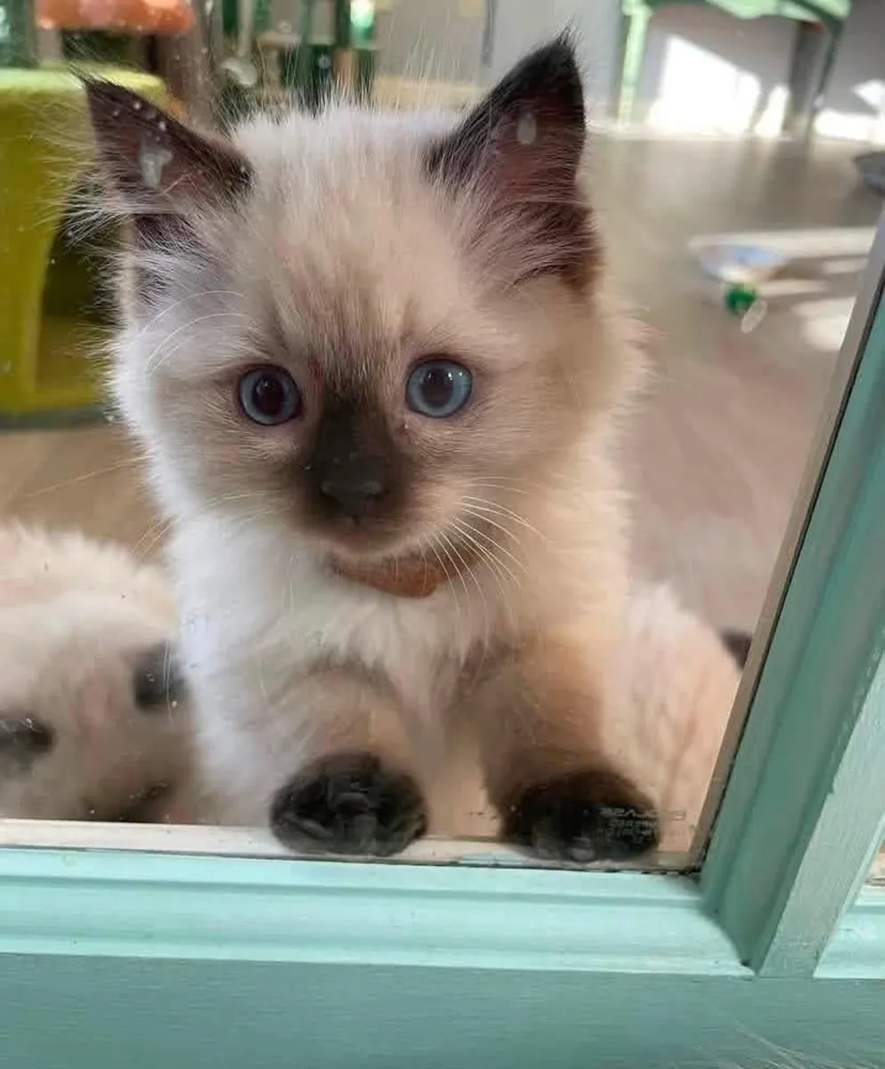 Animal de compagnie familial doux