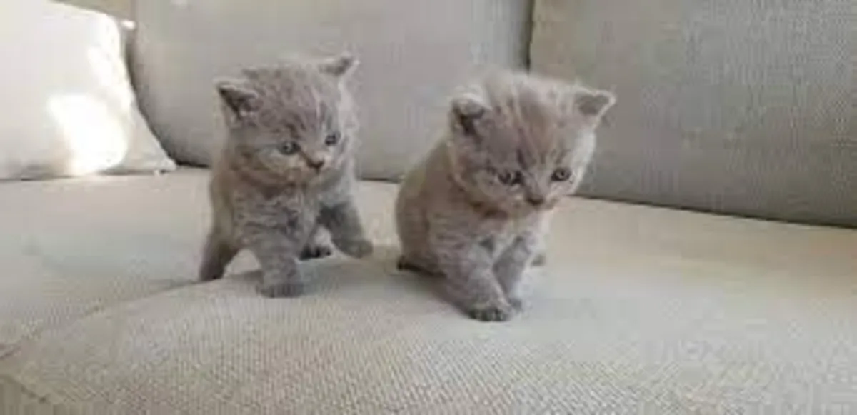 Chaton britannique à poil court mâle et femelle affectueux à adopter