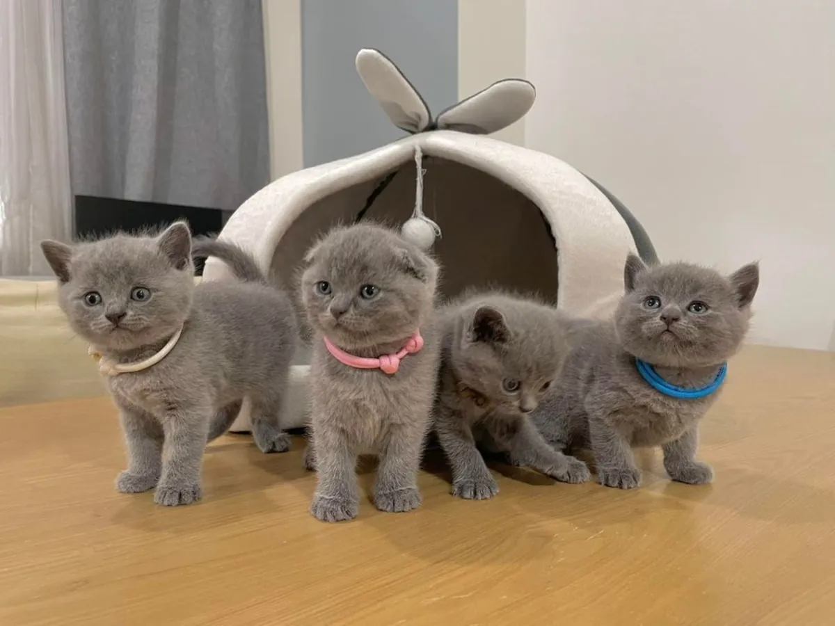 Chaton britannique à poil court mâle et femelle affectueux à adopter