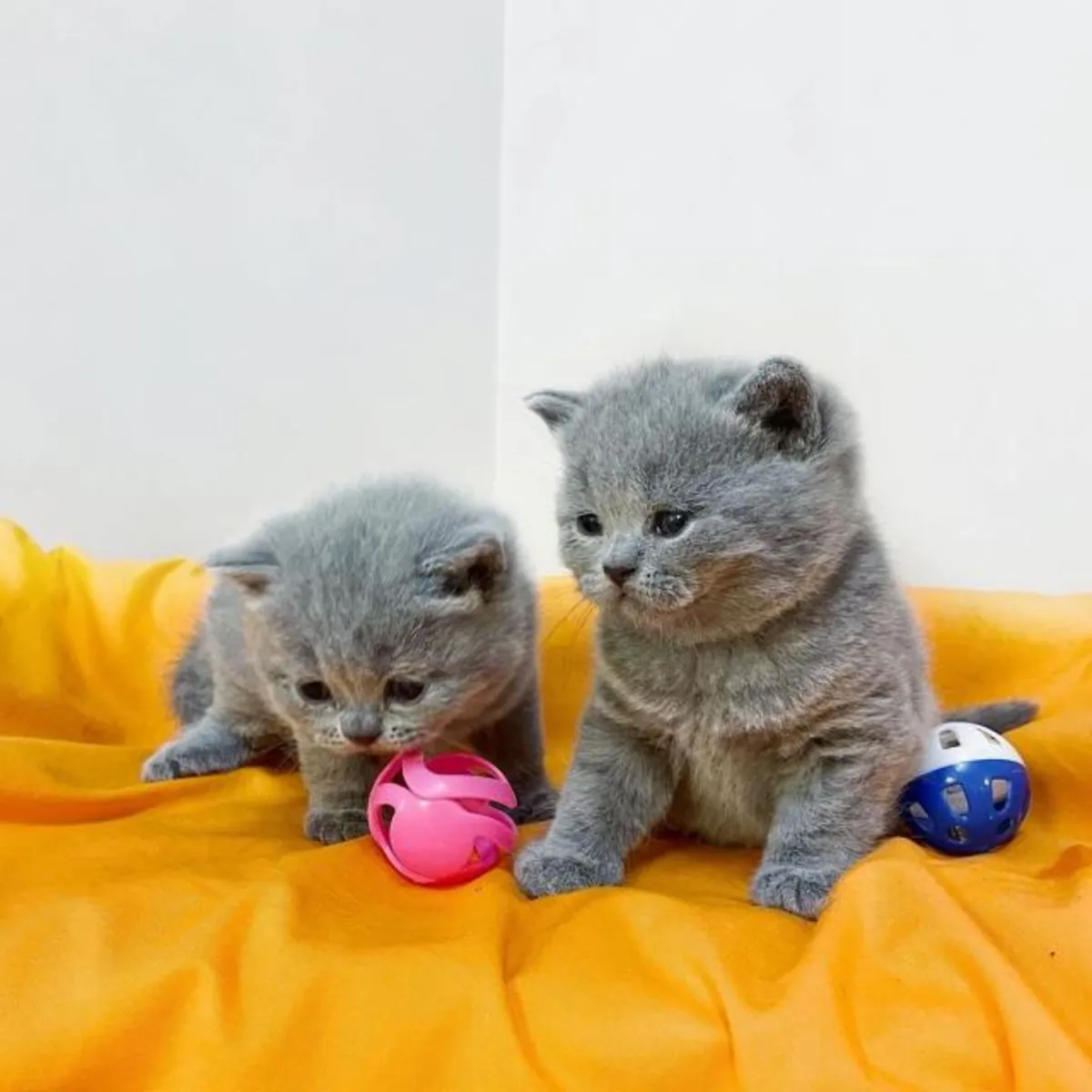 Chaton britannique à poil court mâle et femelle affectueux à adopter