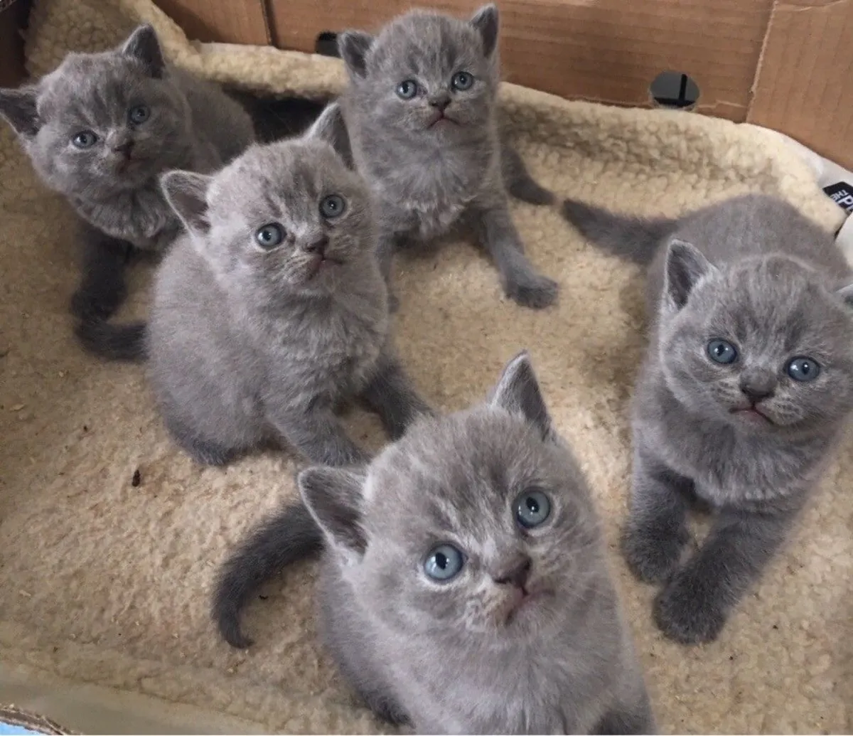 Chaton britannique à poil court mâle et femelle affectueux à adopter