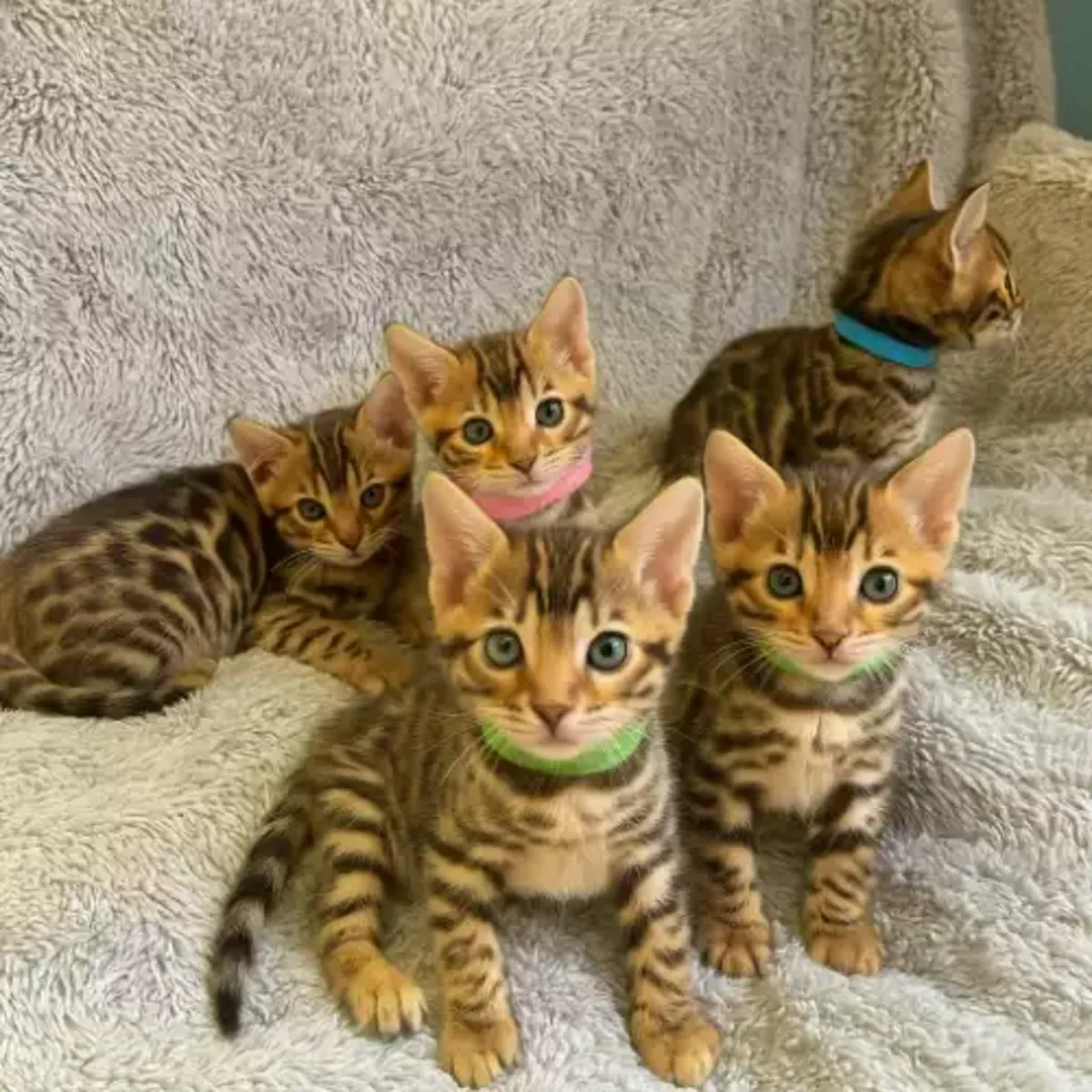 Chaton Bengal éduqué à la maison à adopter