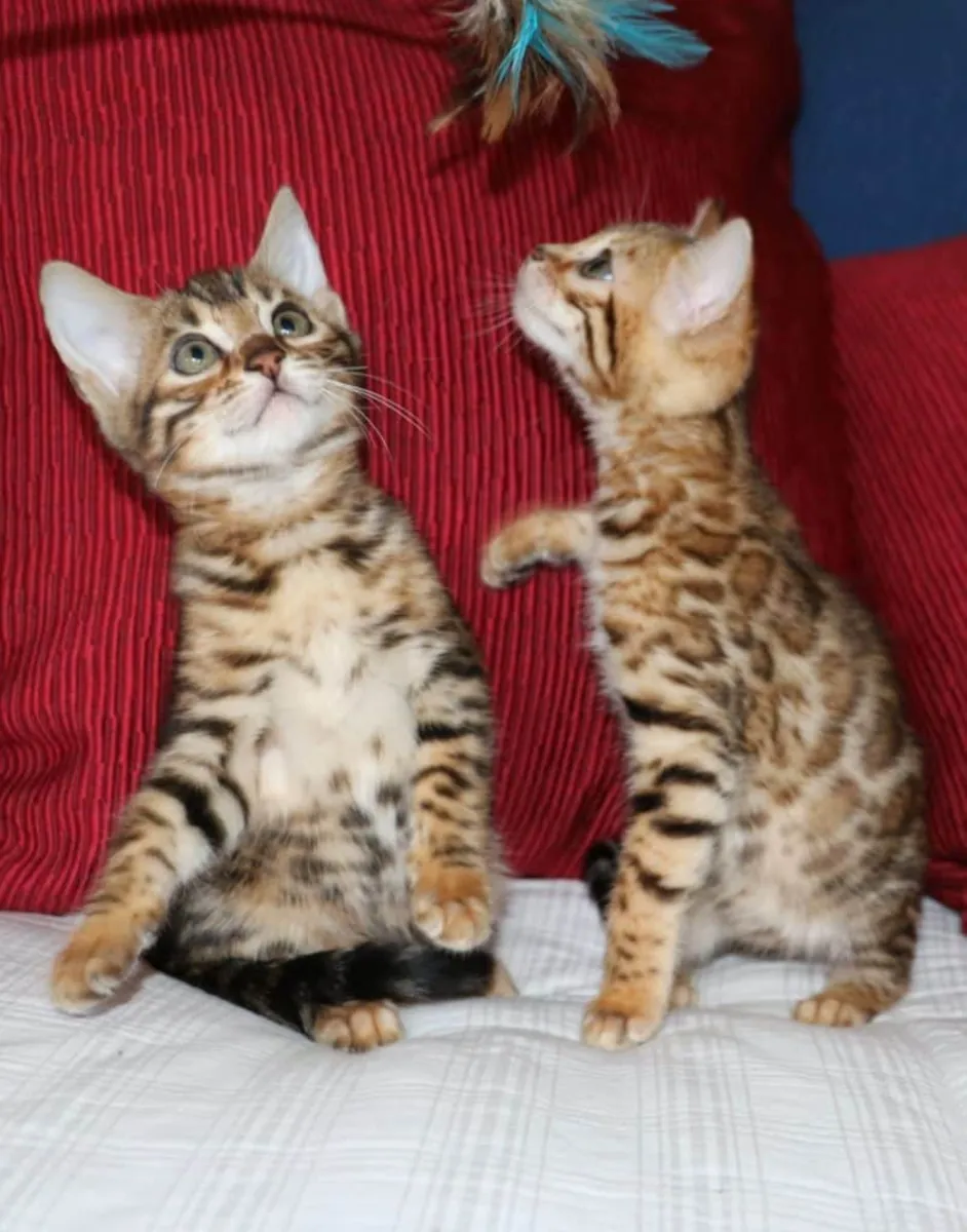 Chaton Bengal éduqué à la maison à adopter