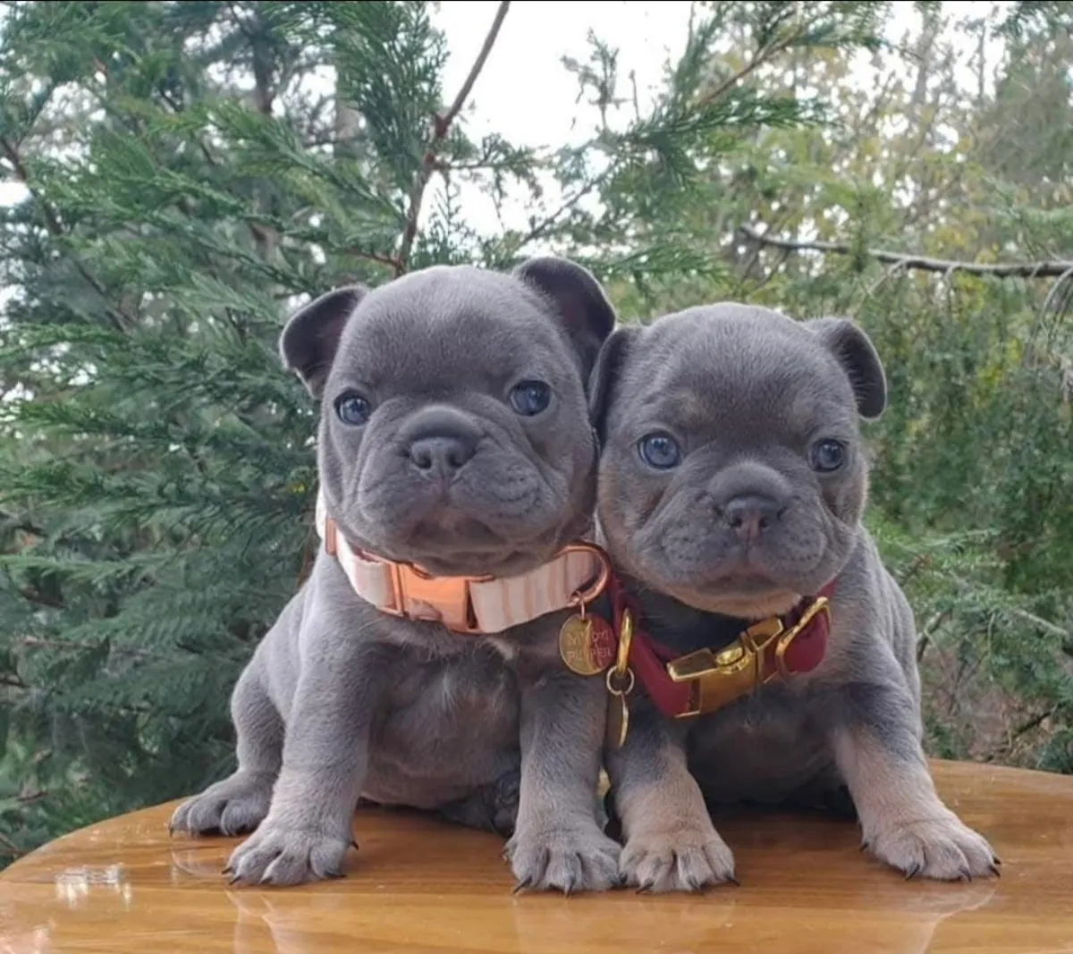 Male and female French bulldog puppy ready 