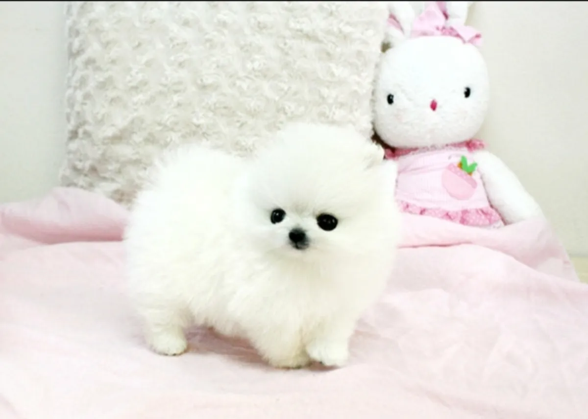Lovely pomeranian puppy for adoption 
