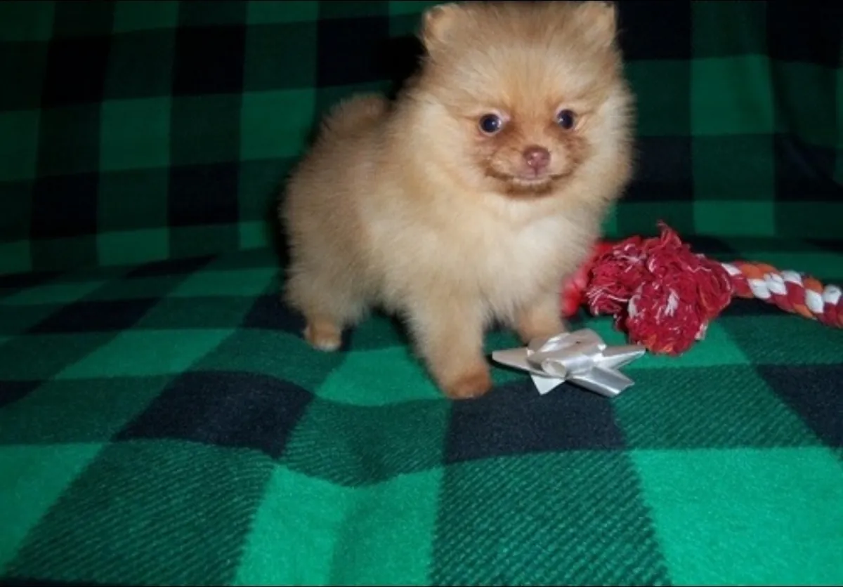 Lovely pomeranian puppy for adoption 
