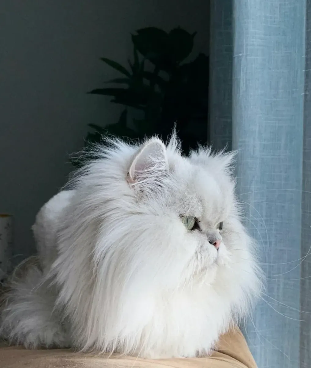 Persian cat looking for a quiet home