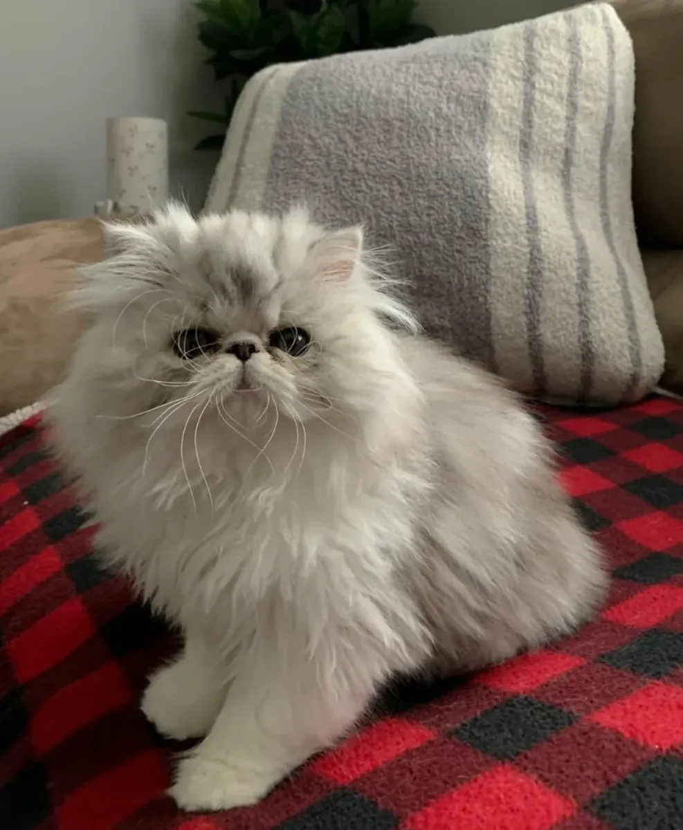 Persian cat looking for a quiet home