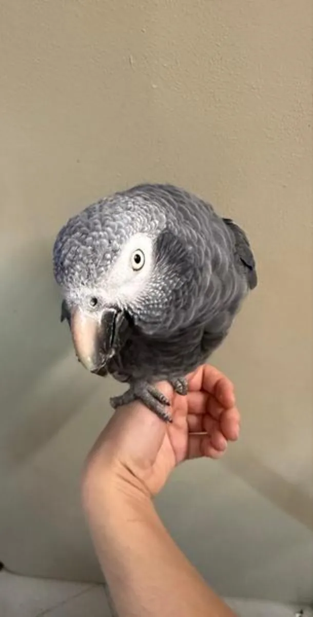 Amazon parrot raised in a family environment