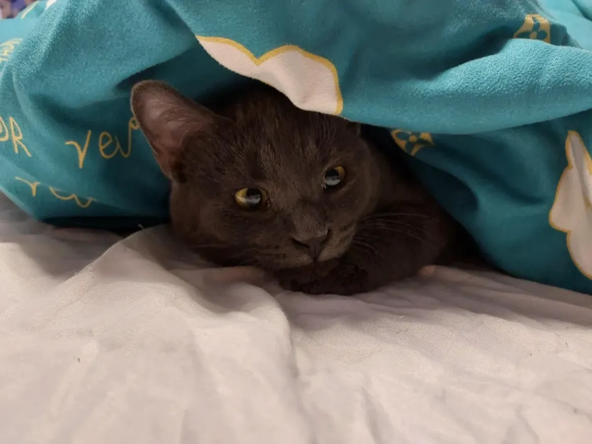 Very observant Russian Blue cat