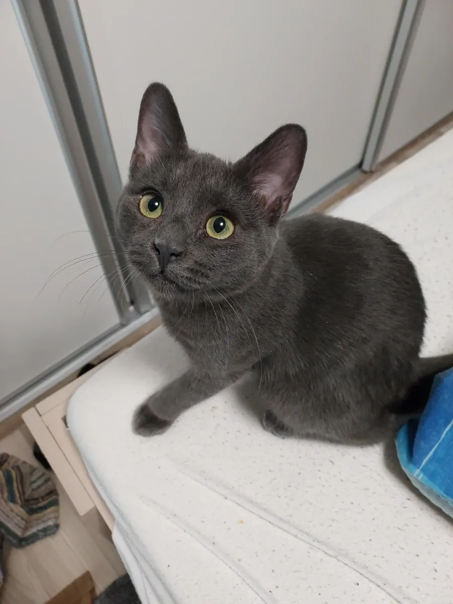 Very observant Russian Blue cat