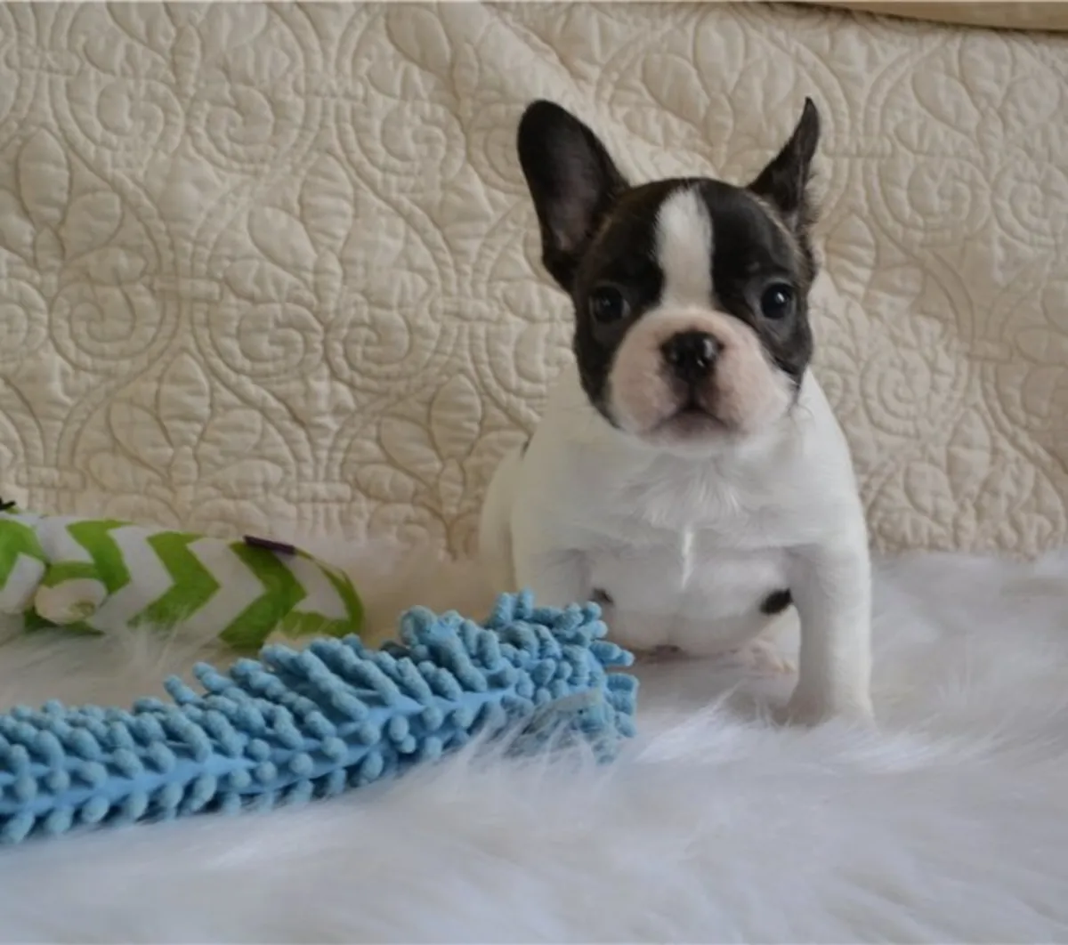 Adorables chiots Bulldog Français cherchent des foyers aimants