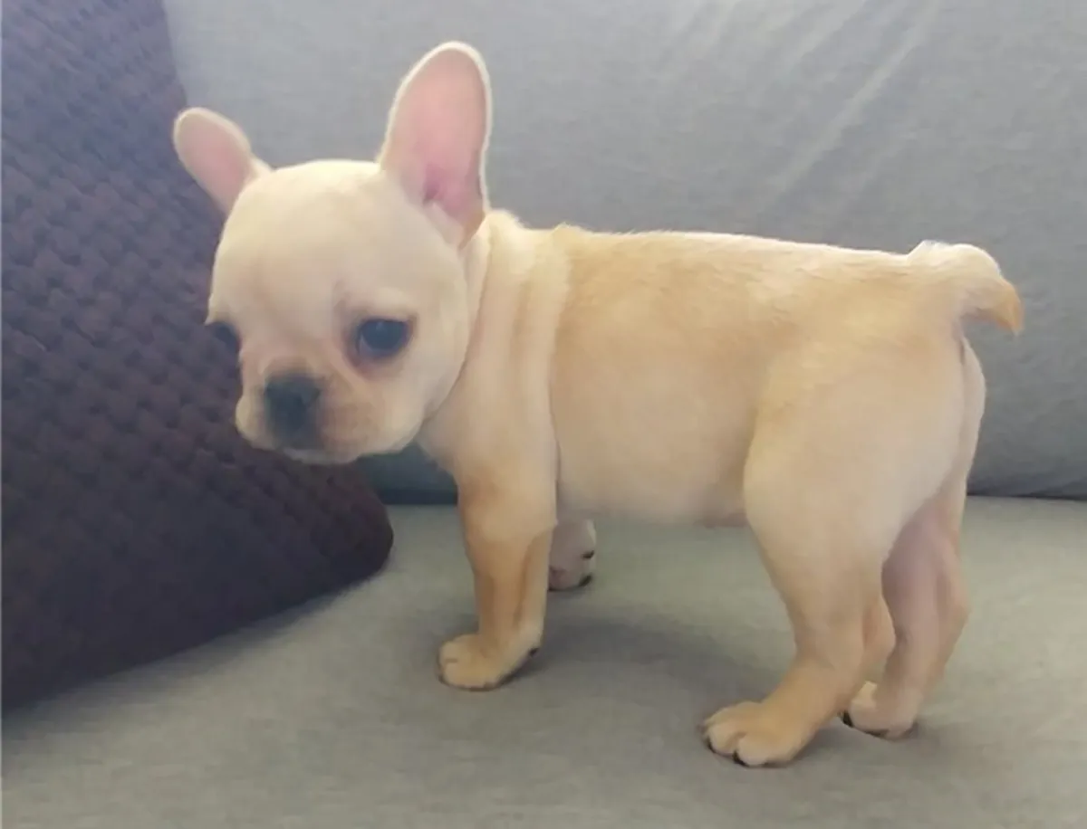 Beaux chiots Bulldog Français disponibles