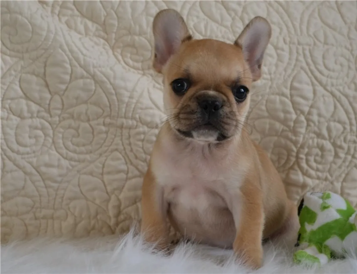 Chers chiots Bulldog Français cherchent des foyers définitifs