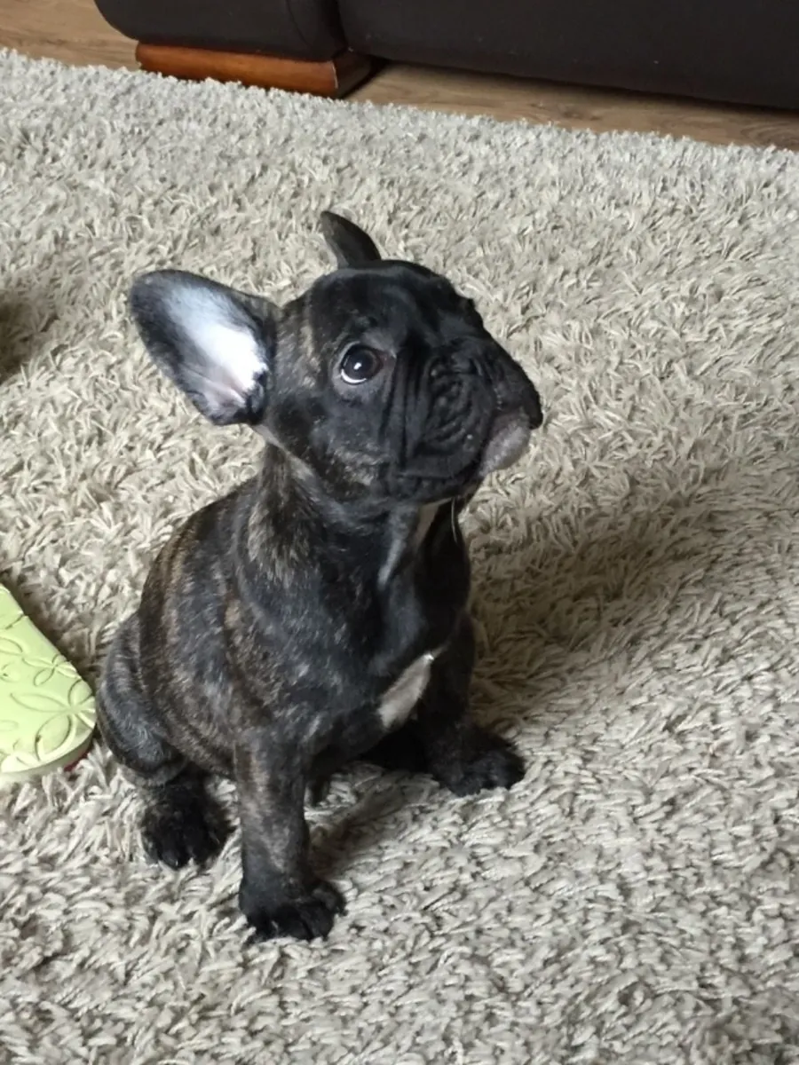 Superbes chiots Bulldog Français : compagnons affectueux