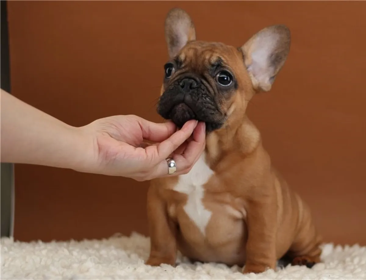 Jolis chiots Bulldog Français prêts pour des familles aimantes