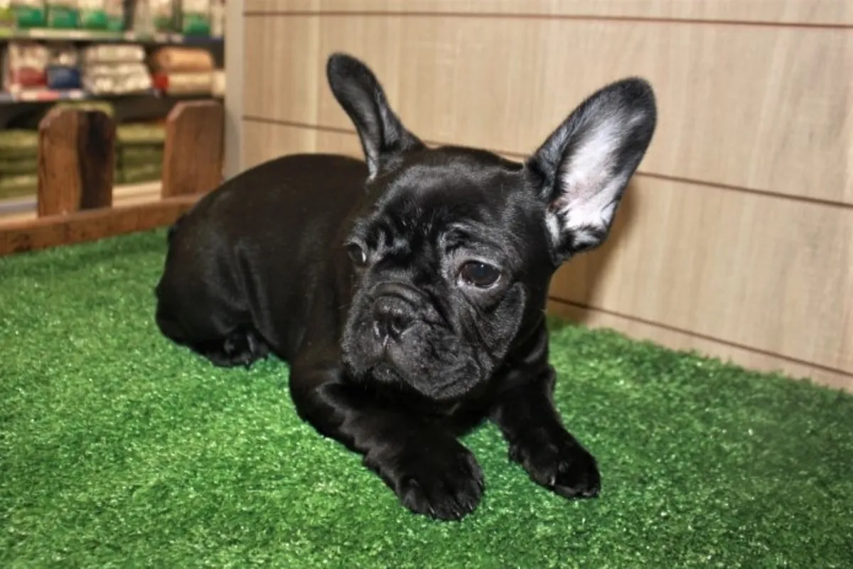Jolis chiots Bulldog Français prêts pour des familles aimantes