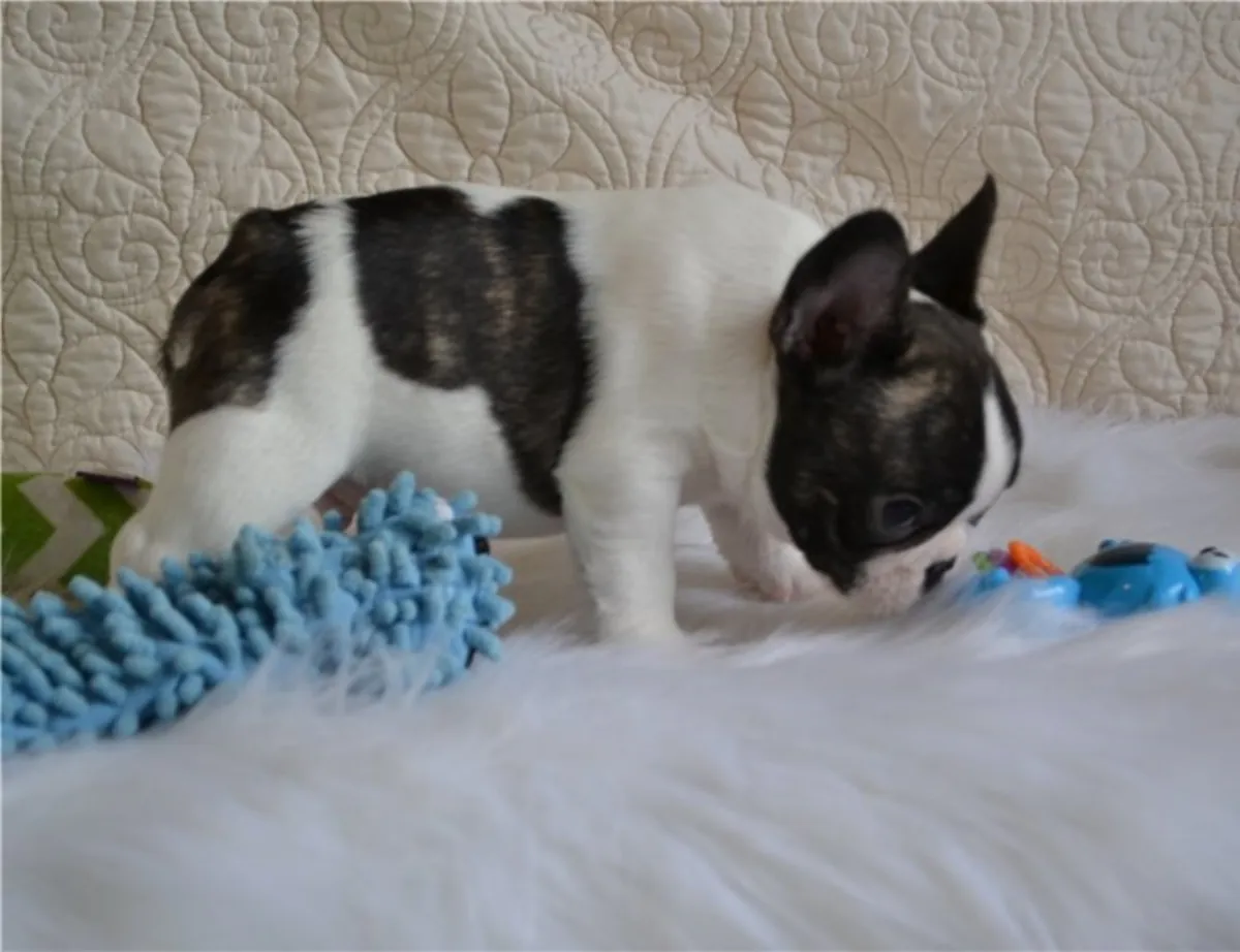Superbes chiots Bulldog Français : trouvez votre nouveau compagnon