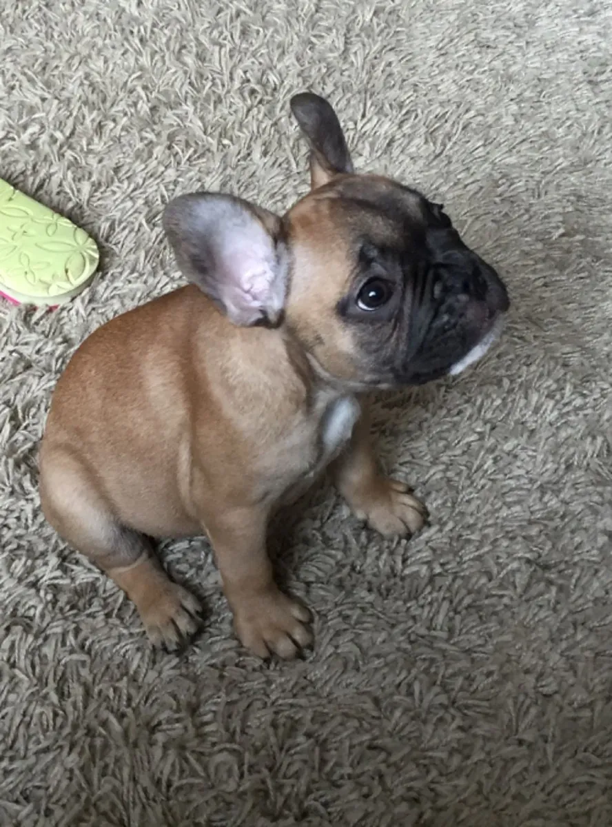 Charmants chiots Bulldog Français cherchent familles aimantes