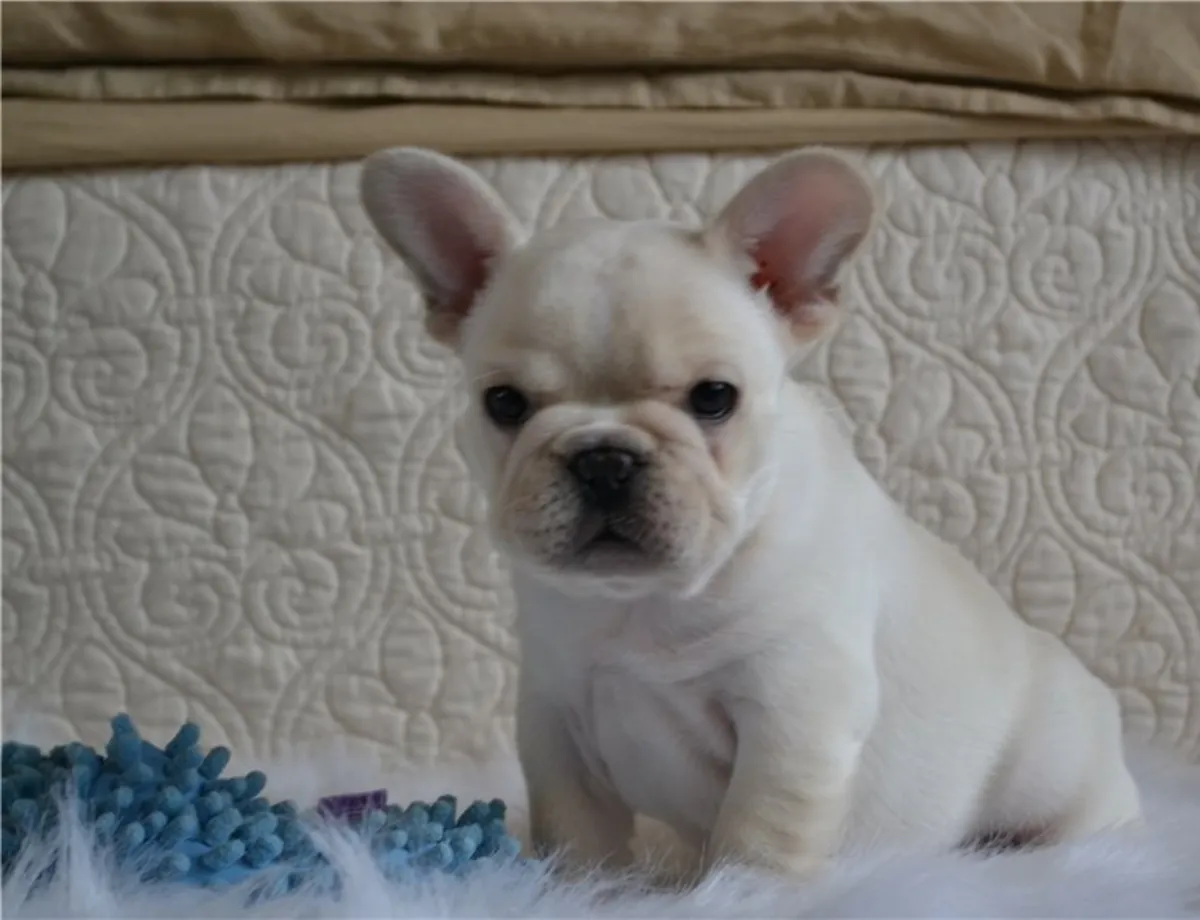 Superbes chiots Bulldog Français : merveilleux compagnons