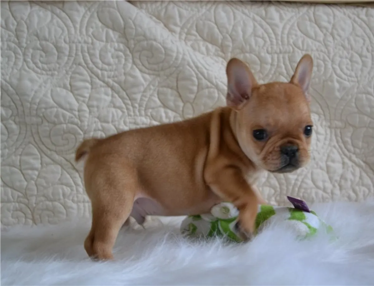 Superbes chiots Bulldog Français : compagnons merveilleux