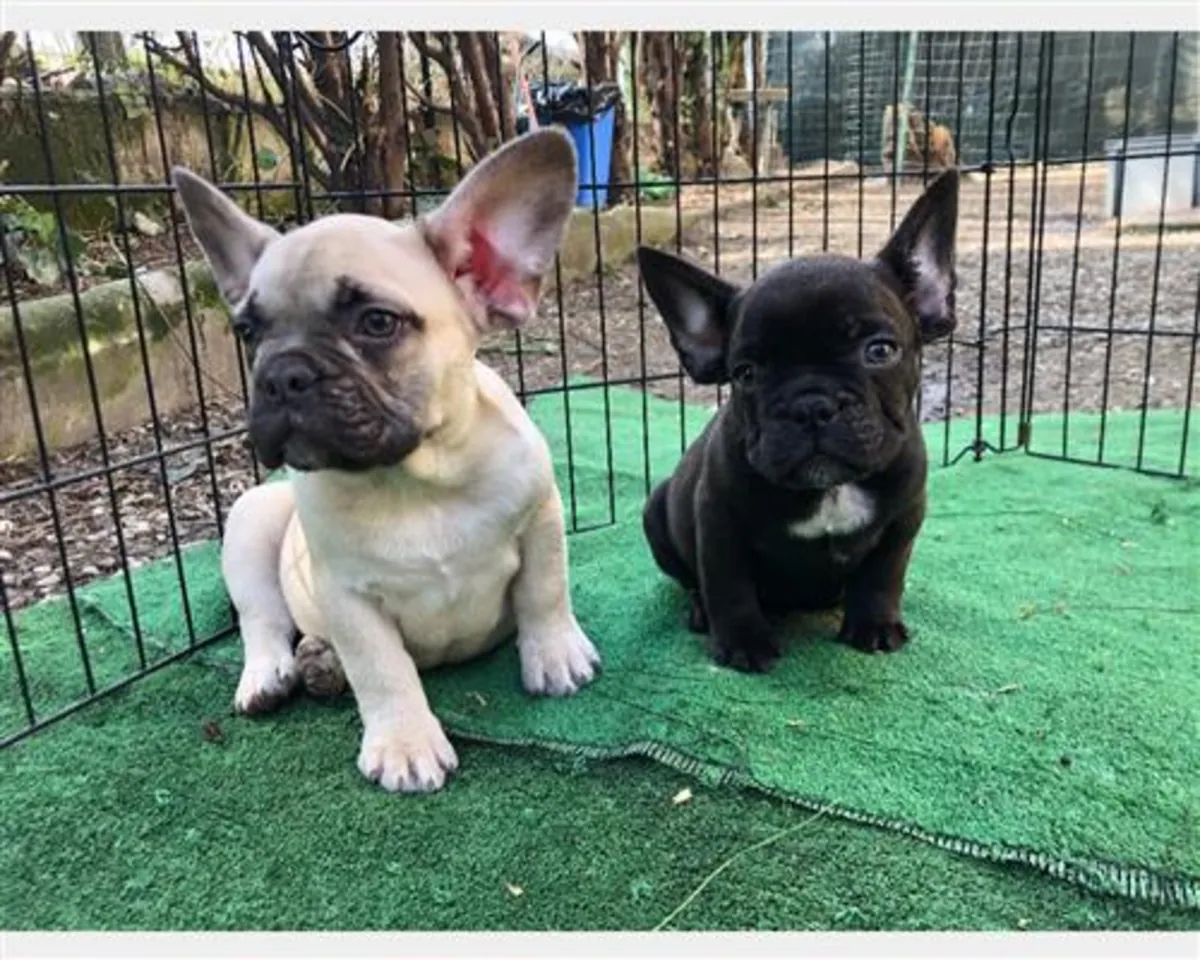 Beaux chiots Bulldog Français disponibles