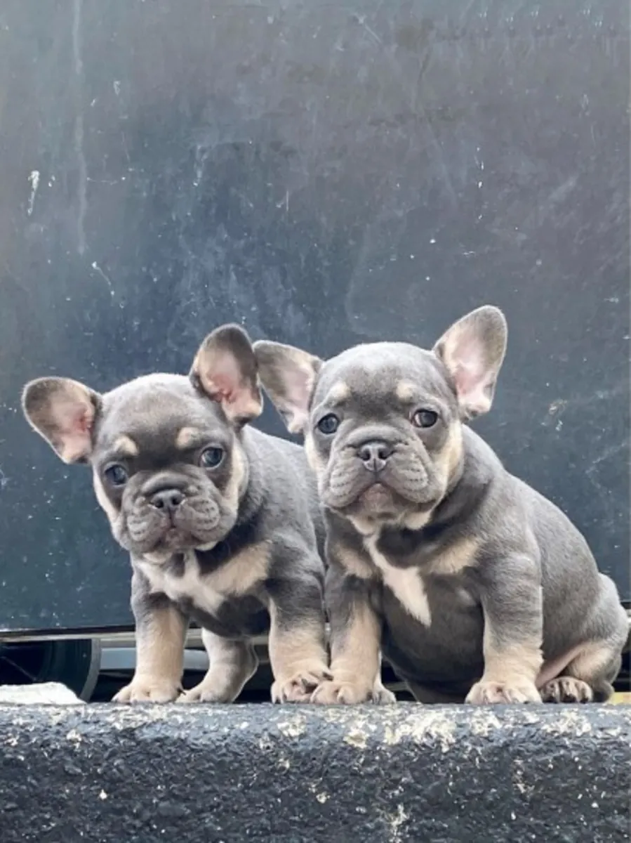 Douces chiots Bulldog Français cherchent des foyers définitifs