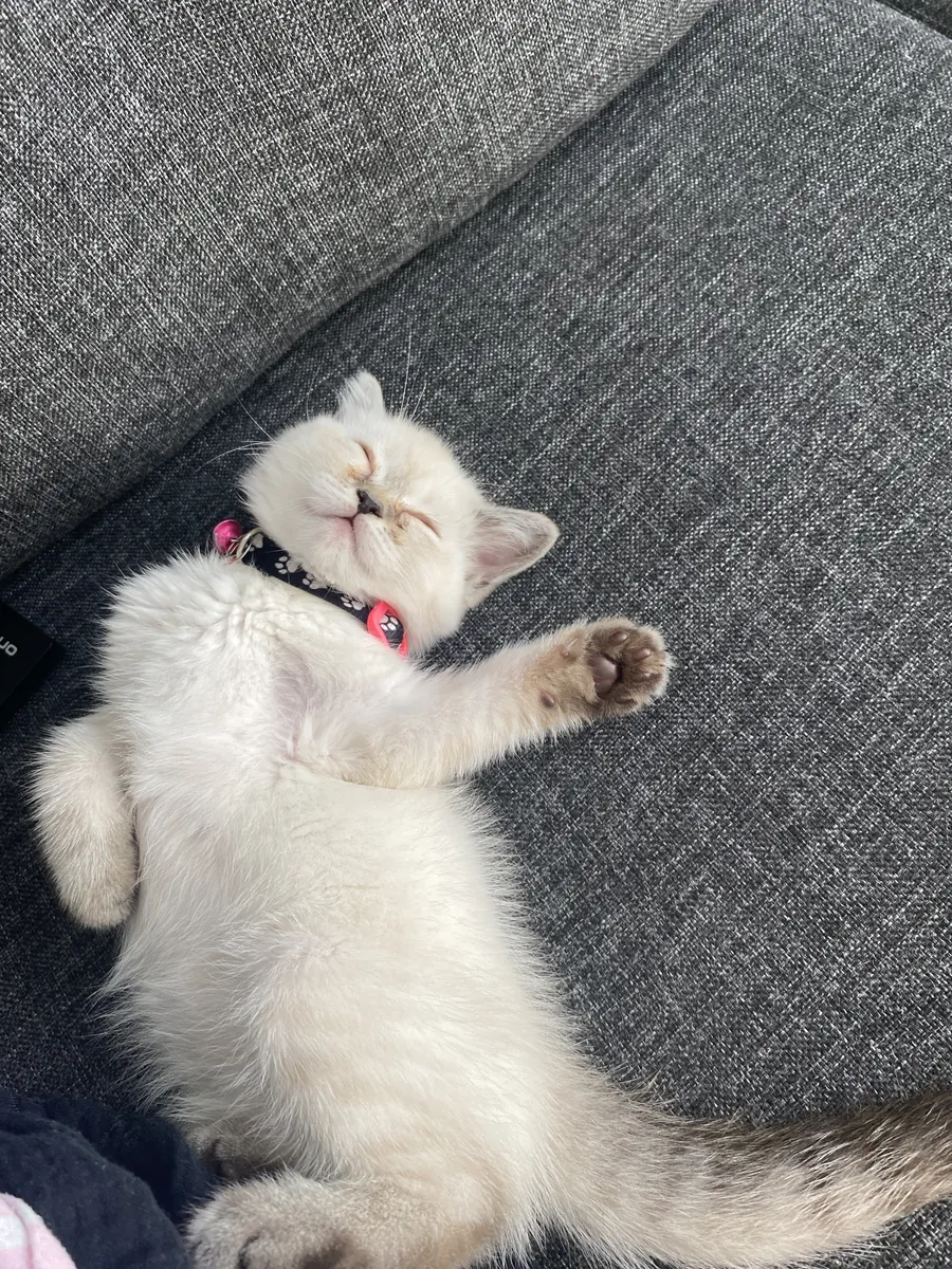 Jolie British Shorthair