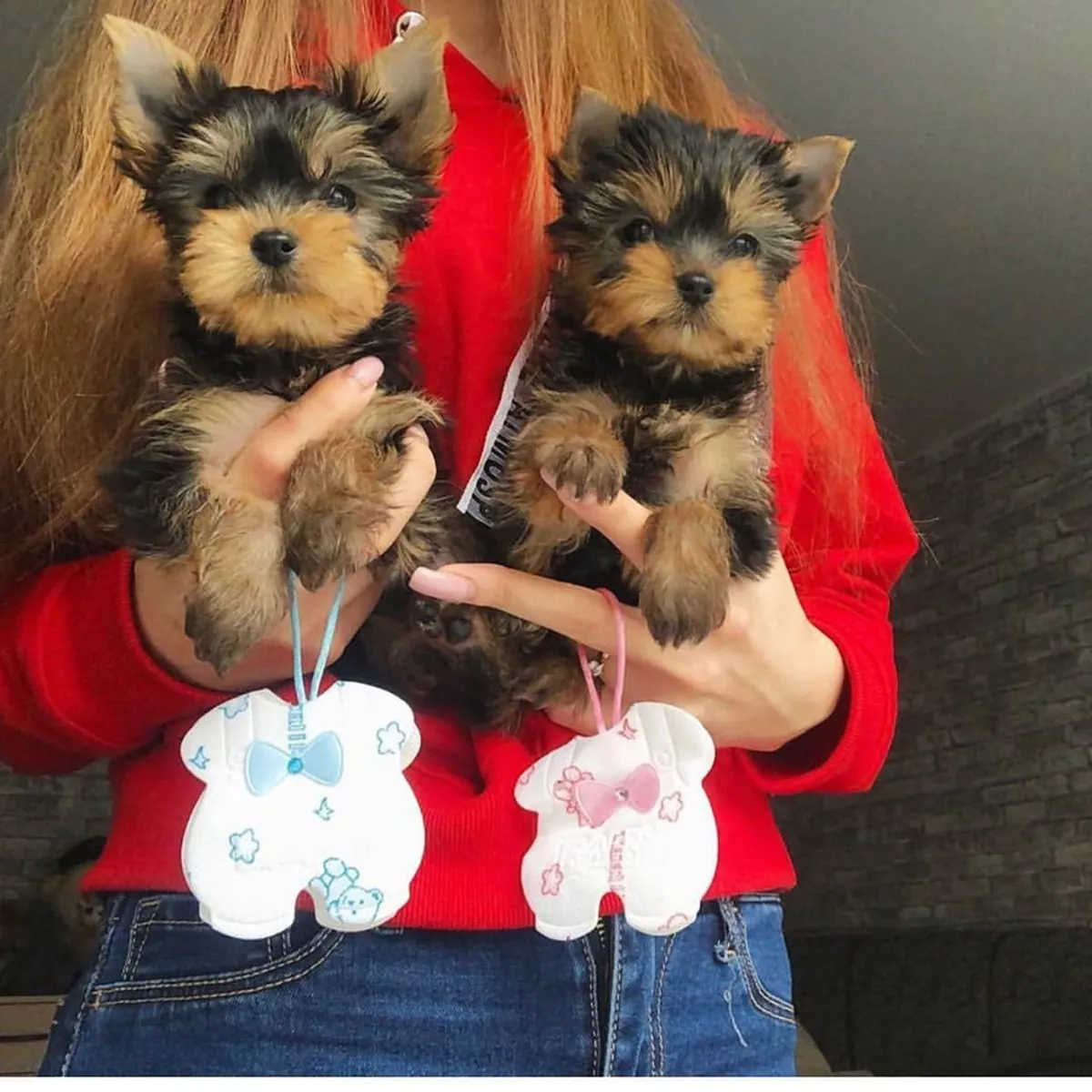 Petits chiots Yorkshire Terrier