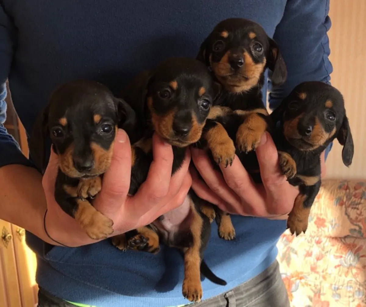 Mignons chiots Teckel (Dachshund)