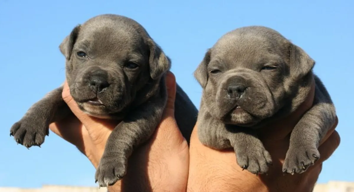 Chiots Staffordshire Forts