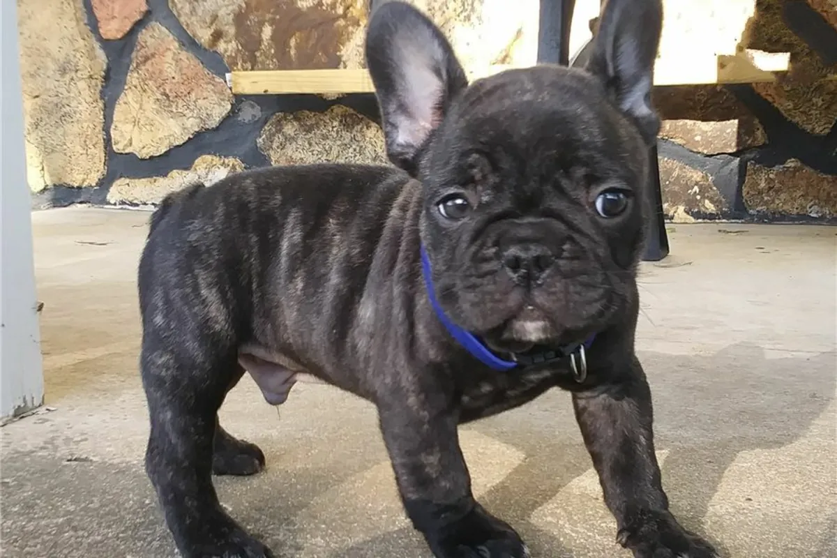 Beaux chiots Bulldog Français disponibles