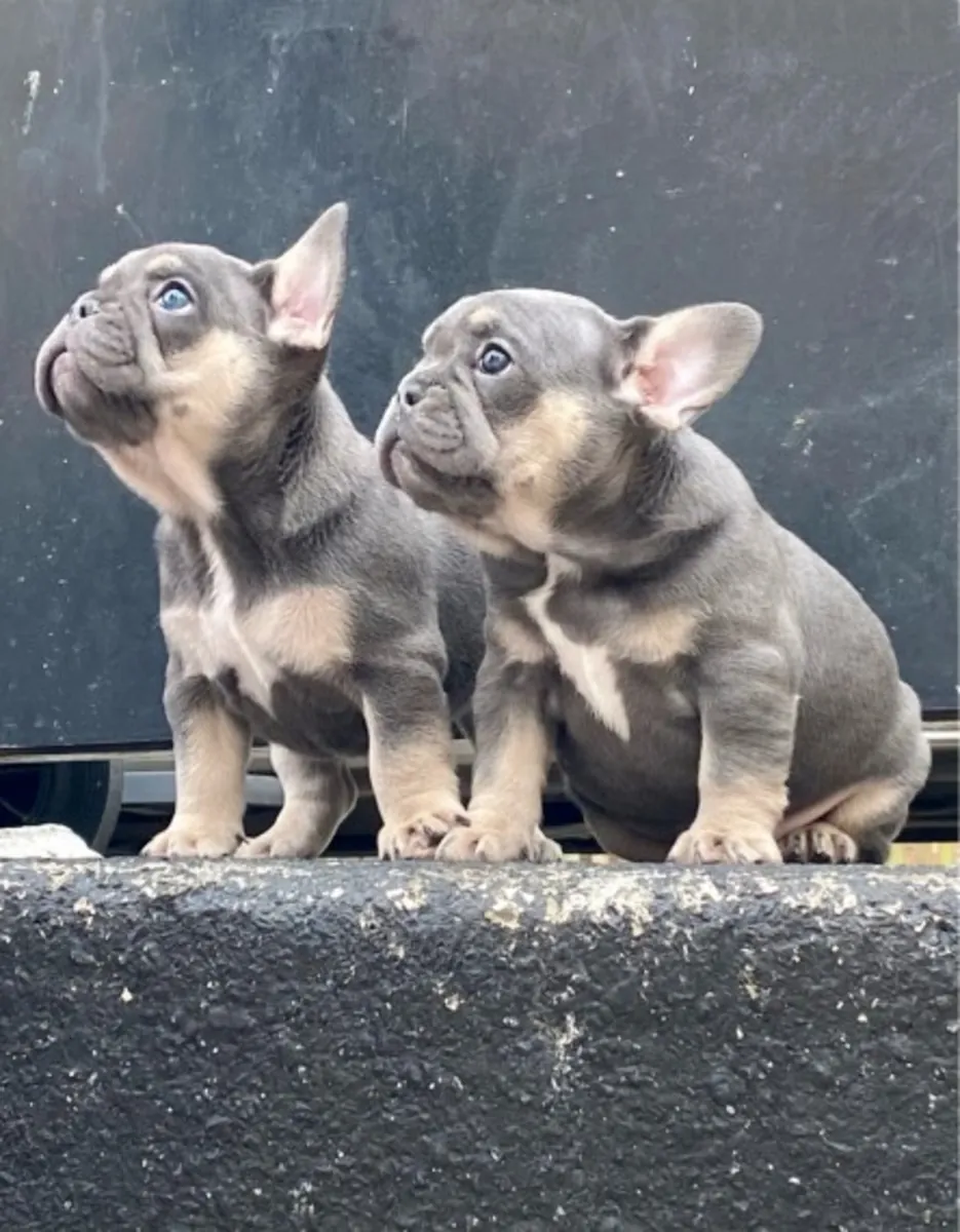 Superbes chiots Bulldog Français : compagnons affectueux