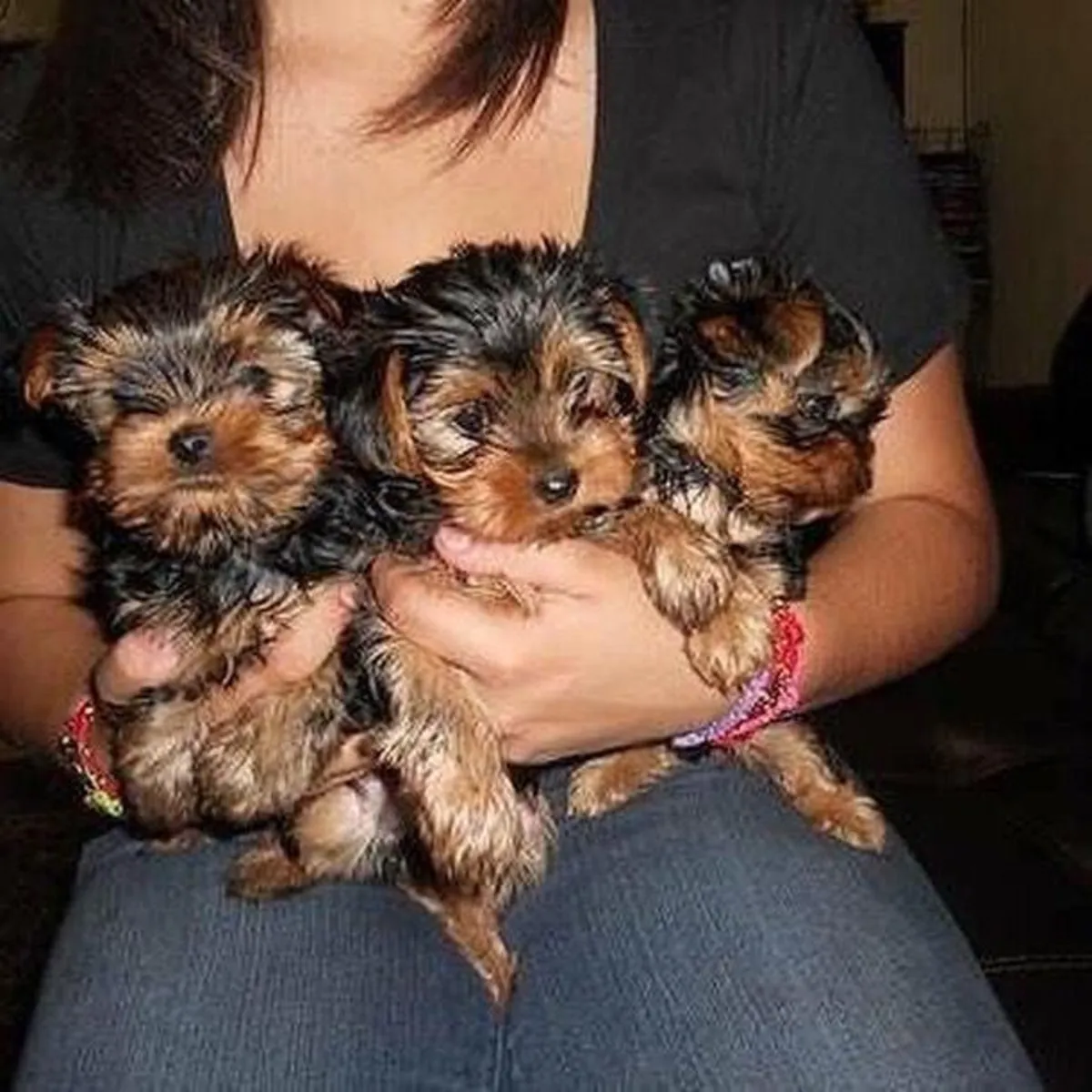 Petits chiots Yorkshire Terrier
