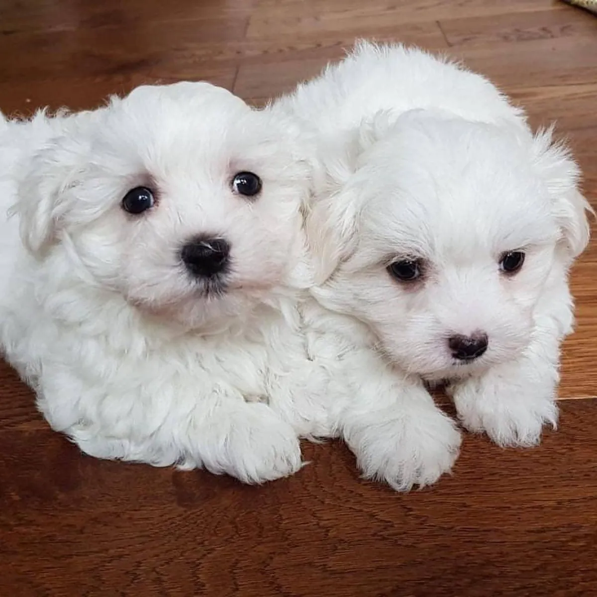 chiots maltais