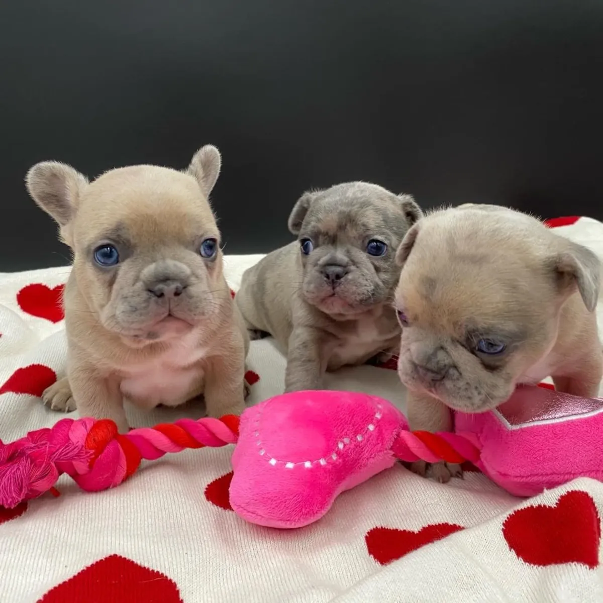 Adorables chiots Bulldog Français