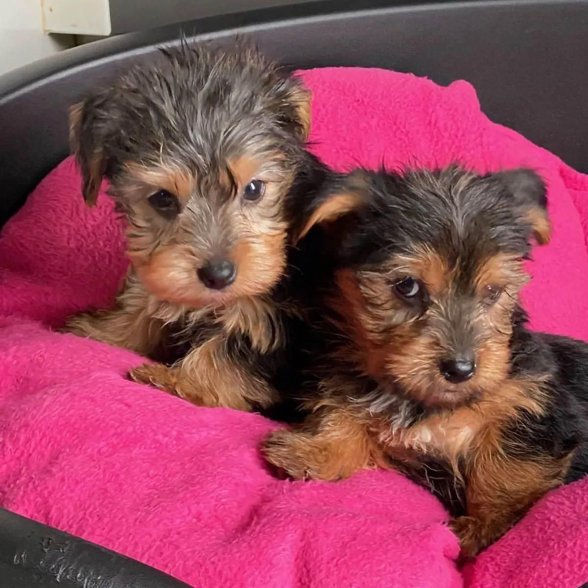 Petits chiots Yorkshire Terrier