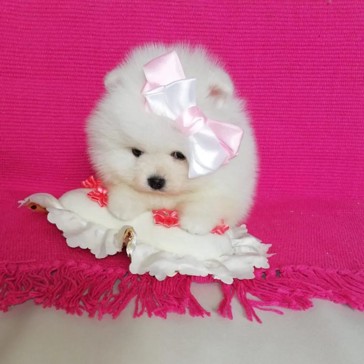 Chiots Pomeraniens Pelucheux