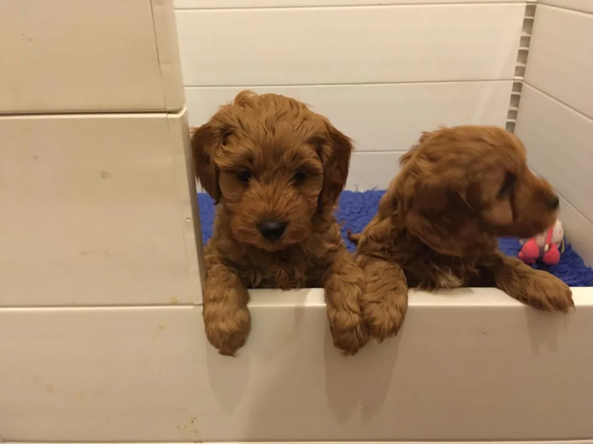 Chiots Poodle Élégants
