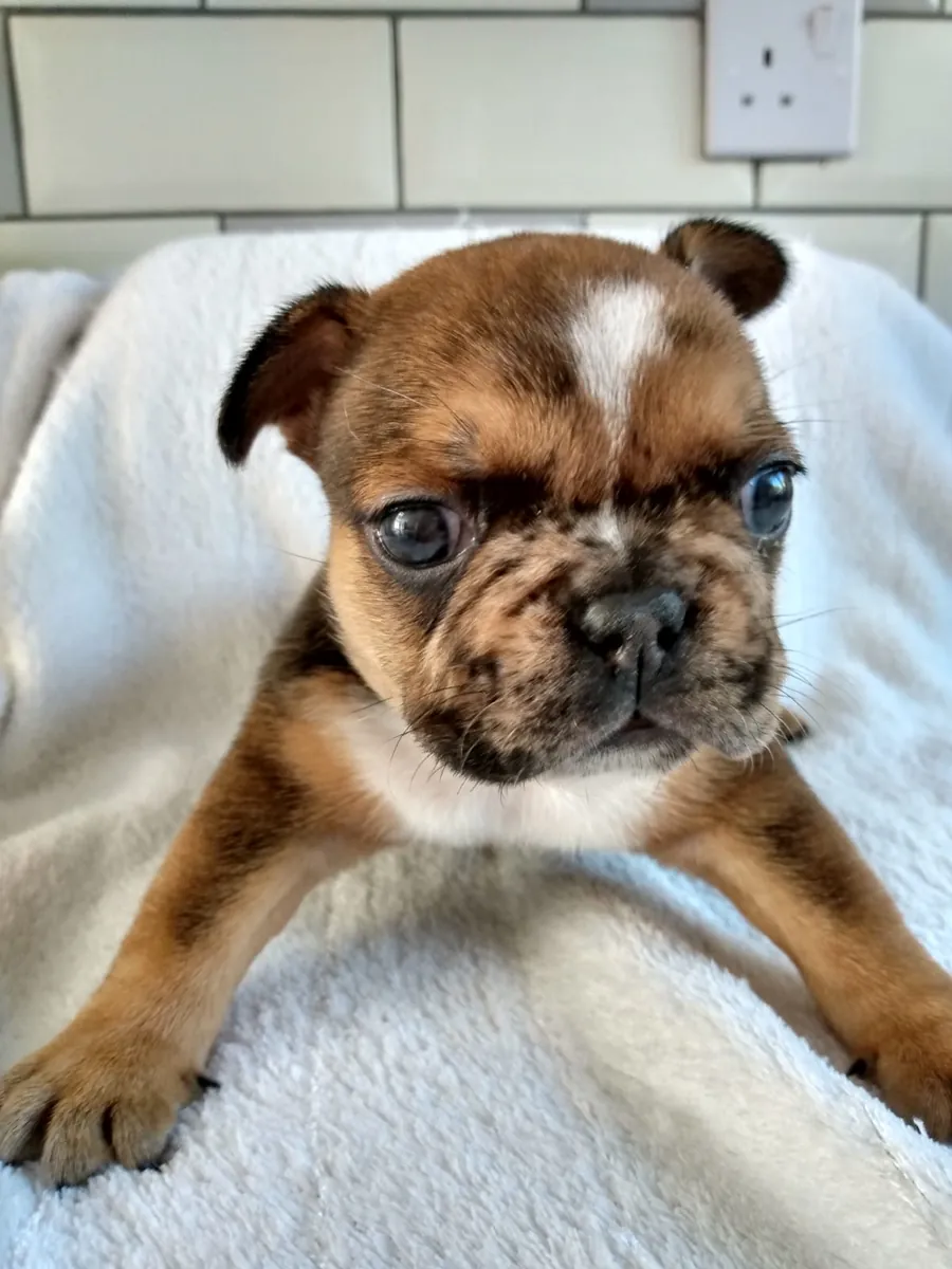 Adorables chiots Bulldog Français