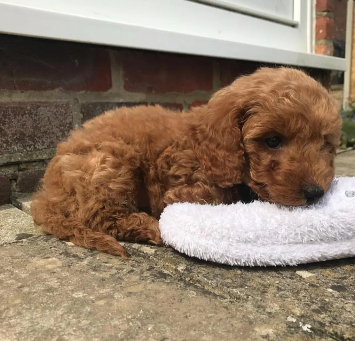 优雅的贵宾犬幼崽