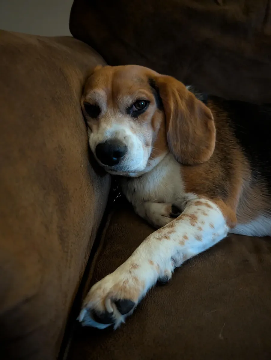 Beagle that needs a home with more time
